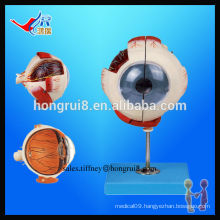 ISO Advanced Eyeball Model, Human Eye